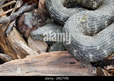 Würfelnatter, Würfel-Natter, Natter, Natrix tessellata, dice Snake, serpent d'eau, la Couleuvre tessellée Banque D'Images