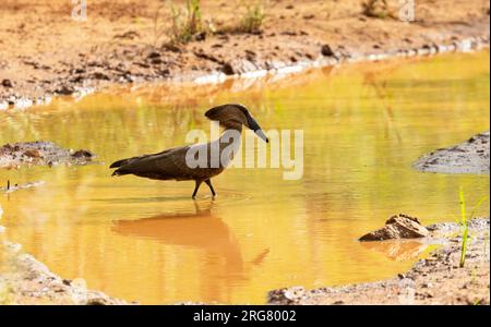 Le Hamerkop est un oiseau imprégné de mythes et de légendes autour de l'Afrique. Ils ont un appel distinctif et peuvent être trouvés par n'importe quelle eau, des flaques temporaires. Banque D'Images