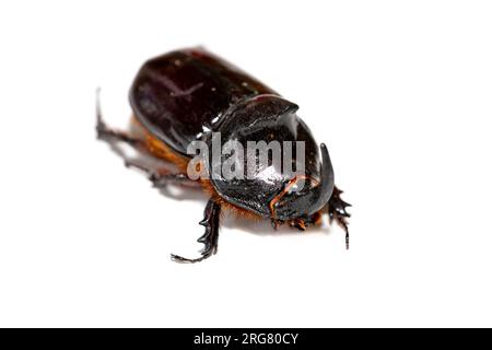 Oryctes nasicornis coléoptère isolé sur fond blanc Banque D'Images