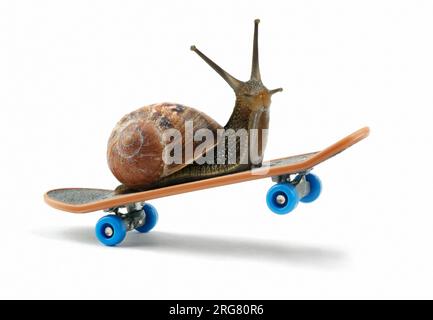 escargot faisant une wheelie sur une planche à roulettes. ensemble entouré de blanc. Composé numériquement. Banque D'Images