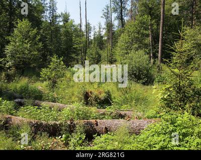 Białowieża (province de Podlasie, République de Pologne) Banque D'Images