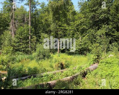 Białowieża (province de Podlasie, République de Pologne) Banque D'Images