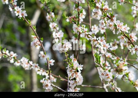 Beaucoup de fleurs blanches de branches d'amandiers. Certains d'entre eux unfocalised.les couleurs blanches et vertes dominent dans une image. Banque D'Images