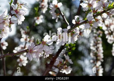 Gros plan de branche d'amandier avec un bouquet de beauté de fleurs rose et blanc. Fond déconcentré avec un délicieux bokeh. Banque D'Images