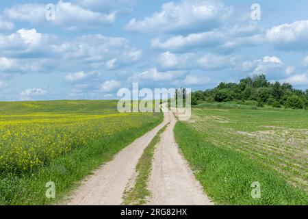 Une route de terre rurale dans un champ avec des plantes, une route sans asphalte et de pierre concassée à travers les champs agricoles en été Banque D'Images
