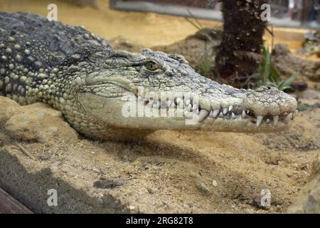 Gros plan de tête de crocodile sur un banc de sable dans un zoo. Banque D'Images