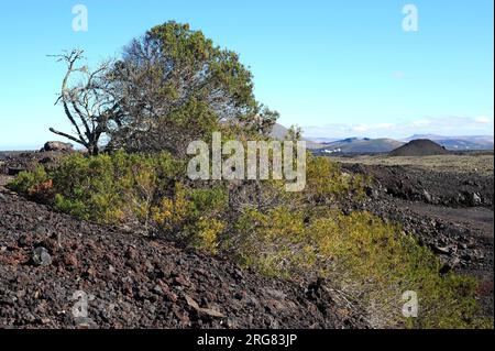 L'ourlet aux yeux rouges ou ourlet côtier occidental (Acacia cyclops) est un petit arbre originaire d'Australie mais naturalisé dans d'autres pays à climat aride. Ce p Banque D'Images