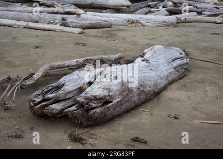 Le parc national Pacific Rim, sur la côte ouest de l'île de Vancouver, est couvert d'une forêt tropicale luxuriante et de beaucoup de bois flotté sur la plage. Banque D'Images