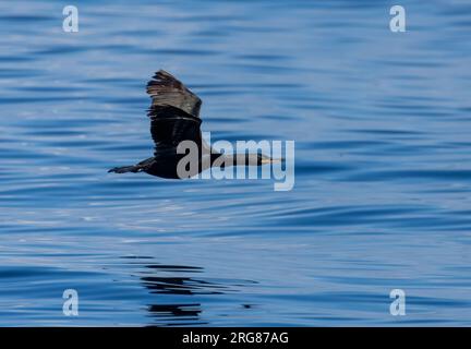 Oiseau de mer Cormorant volant très bas au-dessus de la mer bleue calme avec des ailes déployées Banque D'Images