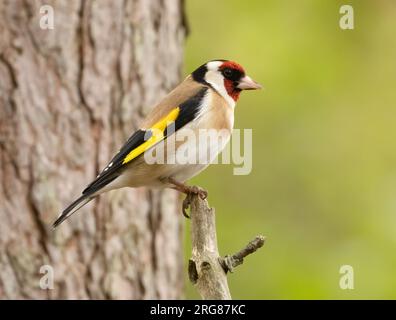 Belles plumes de plumage de couleur vive sur le petit oiseau de finch perché sur une branche dans la forêt avec fond de forêt naturelle Banque D'Images