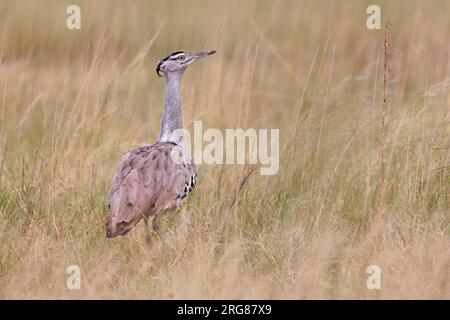 Kori Bustard, Fisher's pan, Etosha, Namibie, mars 2023 Banque D'Images