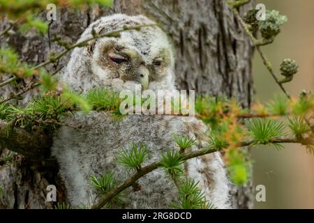 Jeune hibou tawny se cachant dans les branches d'un arbre pendant la journée Banque D'Images