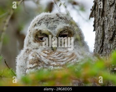 Jeune hibou tawny se cachant dans les branches d'un arbre pendant la journée Banque D'Images
