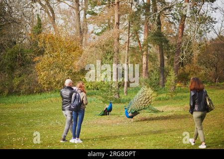 Les gens regardent les paons avec des tuiles grand ouvertes, montrant leurs belles plumes vertes de queue. Parc Bagatelle, Paris, France Banque D'Images