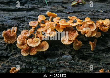 Favolaschia calocera, communément appelé champignon du pore orange, est une espèce de champignon de la famille des Mycenaceae en raison de sa forme qu'il est également connu sous le nom d'or Banque D'Images