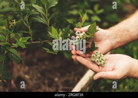 Homme agriculteur main tenant la branche verte de baies de myrtille de brousse au jardin ou au champ de ferme biologique de fruits. Montrer et présenter la récolte future, prendre soin de la plante. Plantation alimentaire, verger, BIO viands Banque D'Images