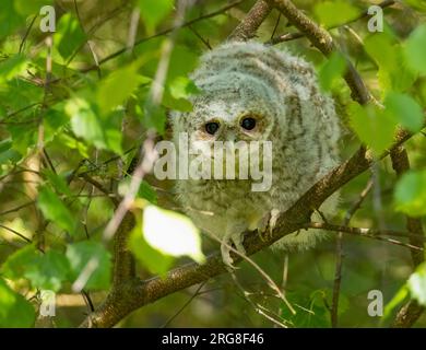 Jeune hibou tawny se cachant dans les branches d'un arbre pendant la journée Banque D'Images