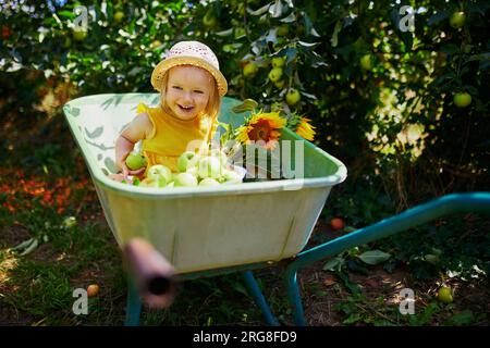 Adorable petite fille en chapeau de paille assis dans la brouette sous le pommier et mangeant des pommes dans une ferme. Agriculture et jardinage pour les petits enfants. OUTD Banque D'Images