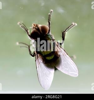 Mouche domestique (Musca domestica) libre. La tête (à gauche) est dominé par une paire de gros yeux composés (Brown), chaque œil composé d'environ 4000 imag Banque D'Images