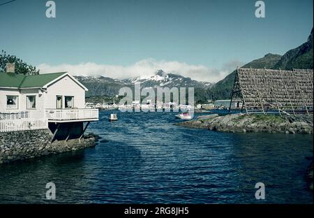 Séchage de la morue atlantique sur des étagères à Svolvær, île des Lofoten, Norvège Banque D'Images