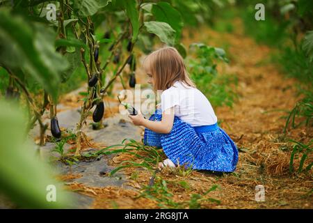 Adorable fille cueillant des aubergines biologiques fraîches à la ferme. Délicieux légumes pour les petits enfants. Activités estivales en plein air pour les petits enfants. Mourir en bonne santé Banque D'Images