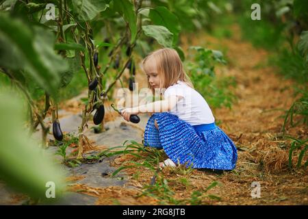 Adorable fille cueillant des aubergines biologiques fraîches à la ferme. Délicieux légumes pour les petits enfants. Activités estivales en plein air pour les petits enfants. Mourir en bonne santé Banque D'Images