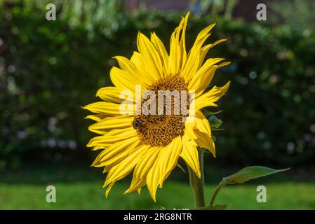 Floraison de tournesol avec pollen d'abeille gatering. Banque D'Images