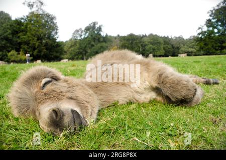 Un poulain d'âne doux dormant sur l'herbe verte Banque D'Images