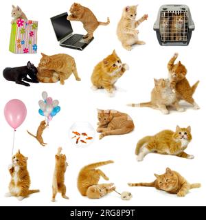 Collection de chat isolé sur fond blanc. Les chats sont avec ordinateur portable, chien, ballons, poissons rouges et souris. Banque D'Images