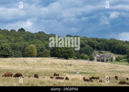 Titsey place Manoir avec des vaches Sussex dans les champs dans le nord Downs Surrey Banque D'Images