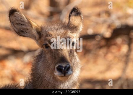 Une image rapprochée de la tête d'une femelle waterbuck dans le parc national Kruger, en Afrique du Sud Banque D'Images