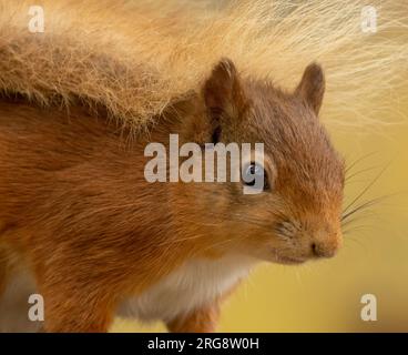 Gros plan d'un mignon petit écureuil roux écossais mangeant des noix et des graines avec fond naturel Banque D'Images