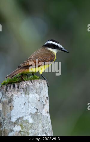 Grand Kiskadee (Pitangus sulfuratus) - photo stock Banque D'Images