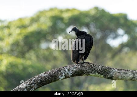 Vautour noir (Coragyps atratus) Perching dans la forêt tropicale - stock photo Banque D'Images