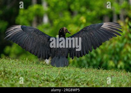 Vautour noir (Coragyps atratus) séchant leurs ailes - photo stock Banque D'Images