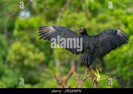 Vautour noir (Coragyps atratus) séchant leurs ailes - photo stock Banque D'Images