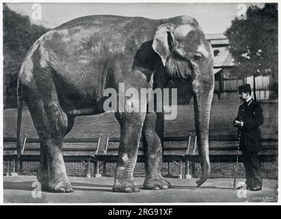 Jung Perchard l'éléphant indien a été présenté au prince de Galles (Édouard VII), lors des expéditions de tir en Inde vingt ans auparavant en 1876. À l'époque, il était un éléphant beaucoup plus petit, où il a été envoyé à Londres, passant le reste de sa vie à Regent's Park, au zoo de Londres, donnant à des milliers de jeunes de longues promenades sur son dos. Banque D'Images