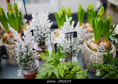 Beaucoup de jacinthes et de petits arbres de Noël dans le magasin de fleurs en plein air à Paris, France Banque D'Images