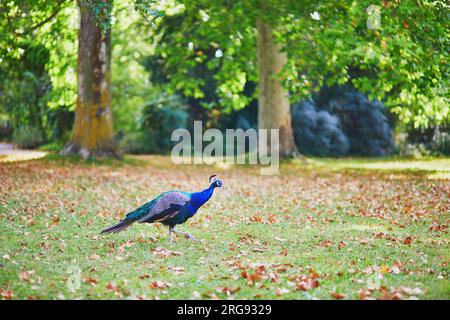 Paons dans le parc Bagatelle du Bois de Boulogne à Paris, France Banque D'Images