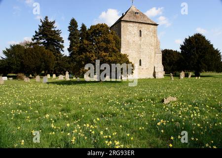 Les jonquilles sauvages à proximité d'une église au village de Kempley, dans la vallée de Leadon, Gloucestershire. La région est célèbre pour ses jonquilles. Banque D'Images