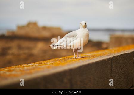 Grande mouette sur le mur de la forteresse à Saint-Malo intra-Muros, Bretagne, France Banque D'Images