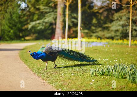 Paons dans le parc Bagatelle du Bois de Boulogne à Paris, France Banque D'Images