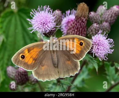 Meadow Brown nectaring sur des fleurs de chardon. Arbrook Common, Claygate, Surrey, Angleterre. Banque D'Images