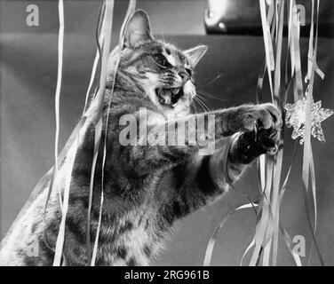 Chat tabby avec banderoles et décorations de Noël. Banque D'Images