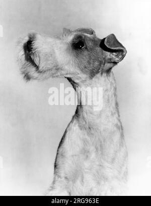 Portrait d'Airedale Terrier. Banque D'Images