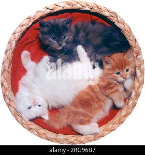 Trois chatons mignons, couchés sur un coussin rouge dans un panier - un blanc, un gris, un tabby. Banque D'Images