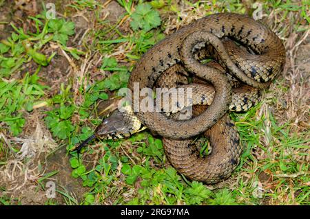 serpents d'herbe adultes se prélassant en été Banque D'Images
