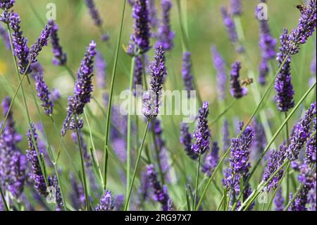 Levandula Herb aka Levander. Belle et étonnante fleur de violette florissante aromatique. Utilisé dans la cuisine ou l'industrie cosmétique et de beauté. Banque D'Images