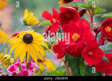 Red Begonia et rudbeckia fleurit en août. ROYAUME-UNI Banque D'Images