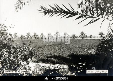 Agriculture à Buraydah, la capitale de la région d'Al-Qassim dans le centre-nord de l'Arabie Saoudite au cœur de la péninsule arabique. Banque D'Images